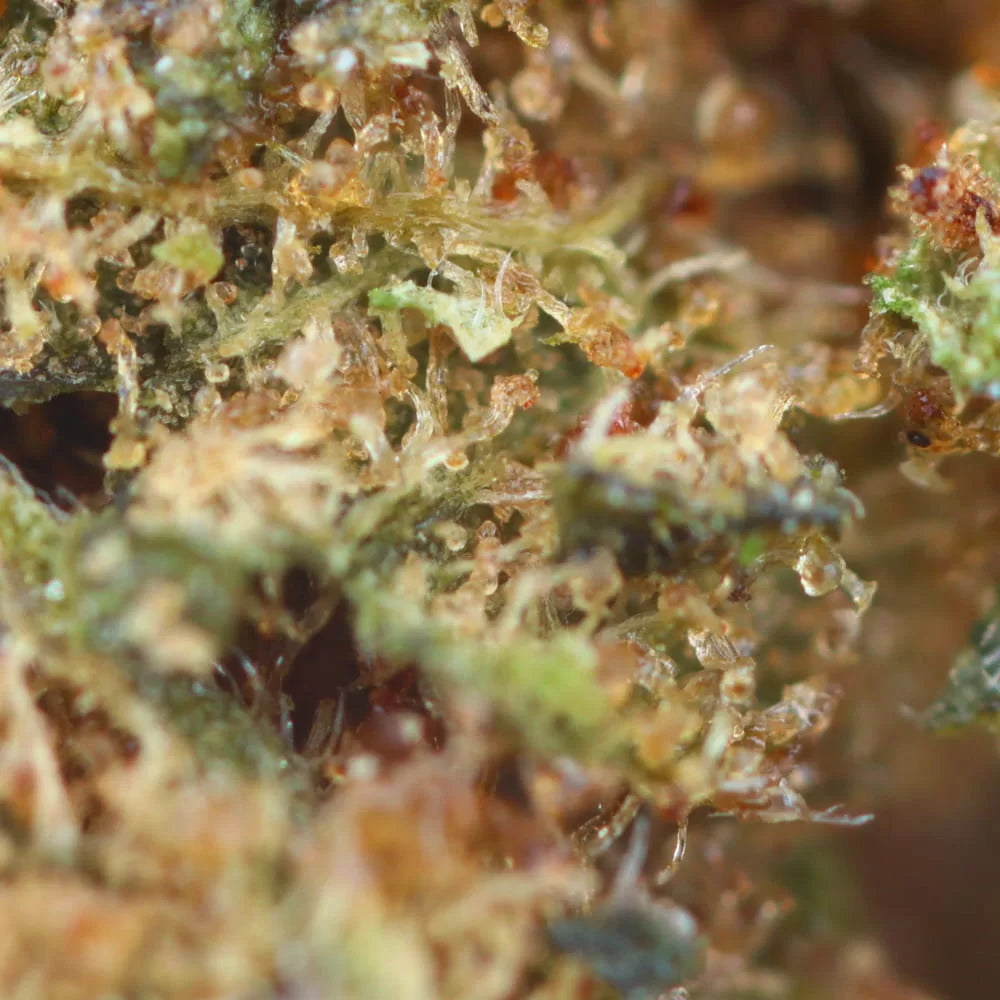 Lemon Amnesia 🍋